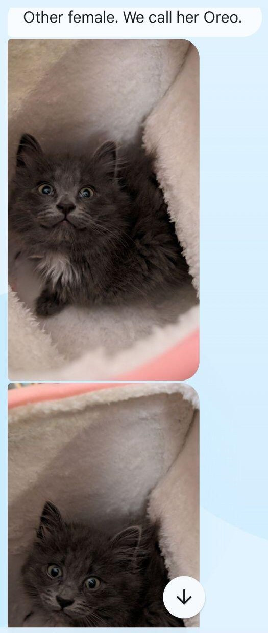 Oreo, a Adopted Domestic Long Hair in Hesperia, CA image 2/3