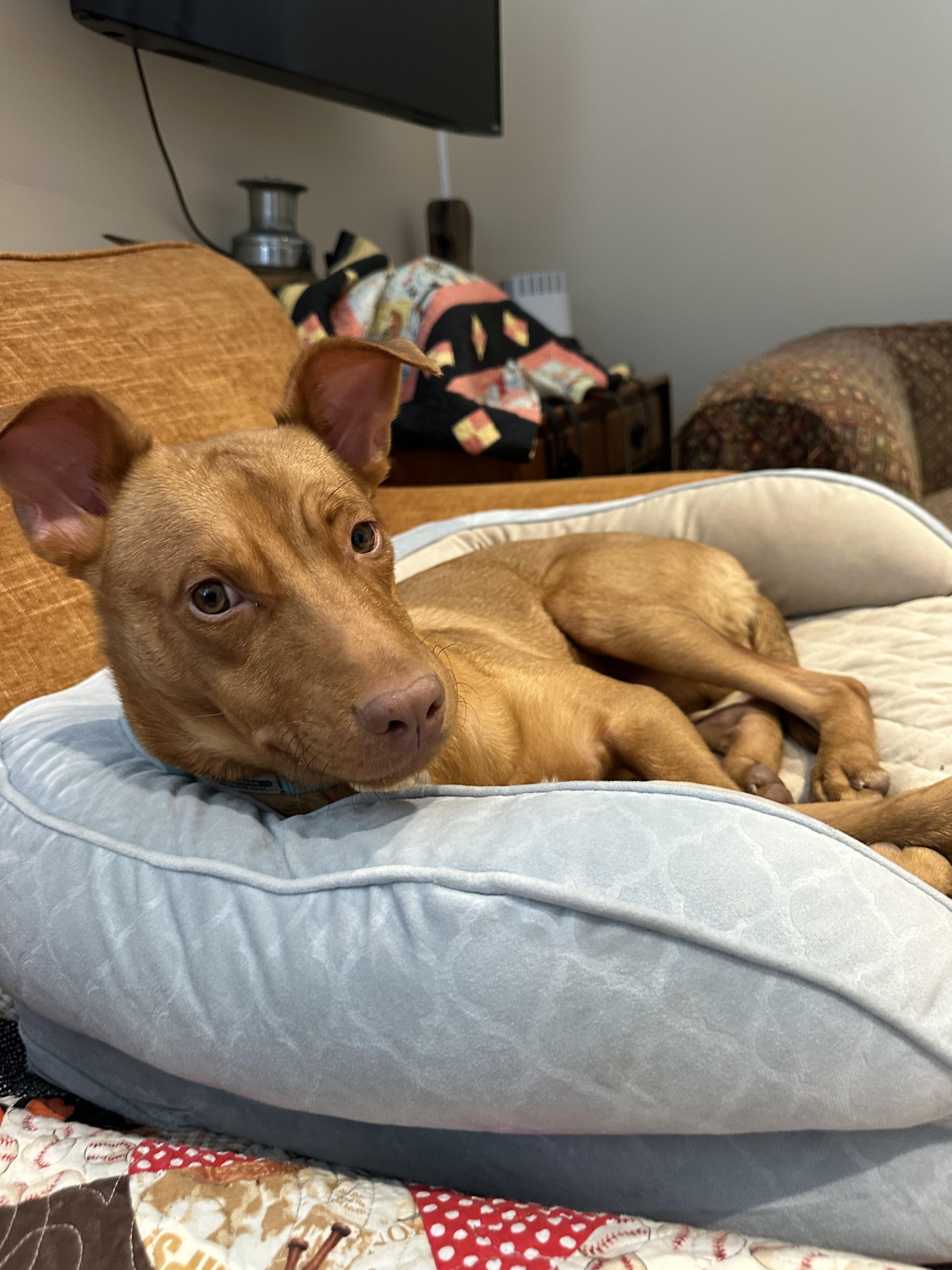 Enlarge Ozzi, a ADOPTABLE mixed breed in Harrison, NY image 4/6