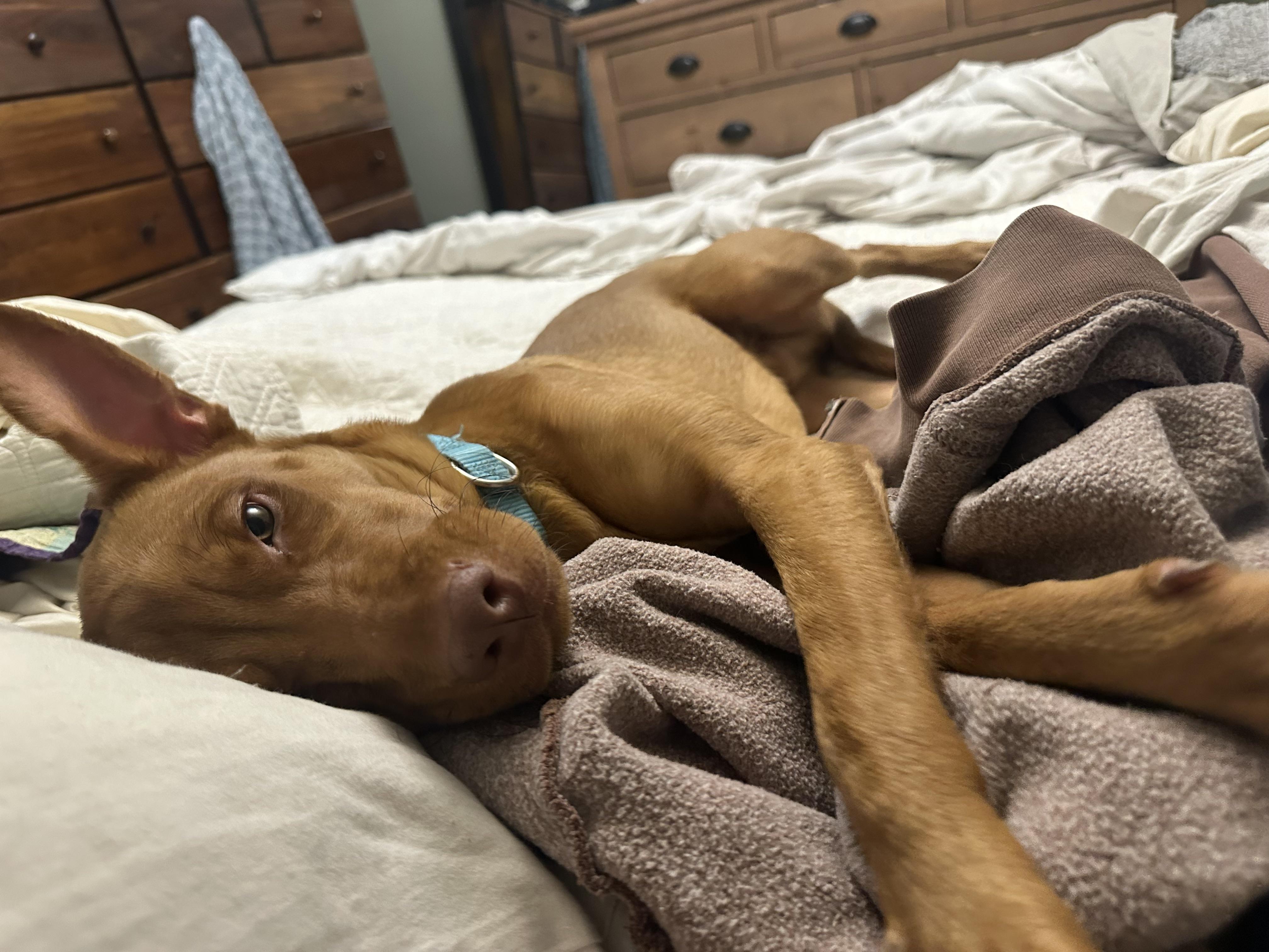 Enlarge Ozzi, a ADOPTABLE mixed breed in Harrison, NY image 3/6