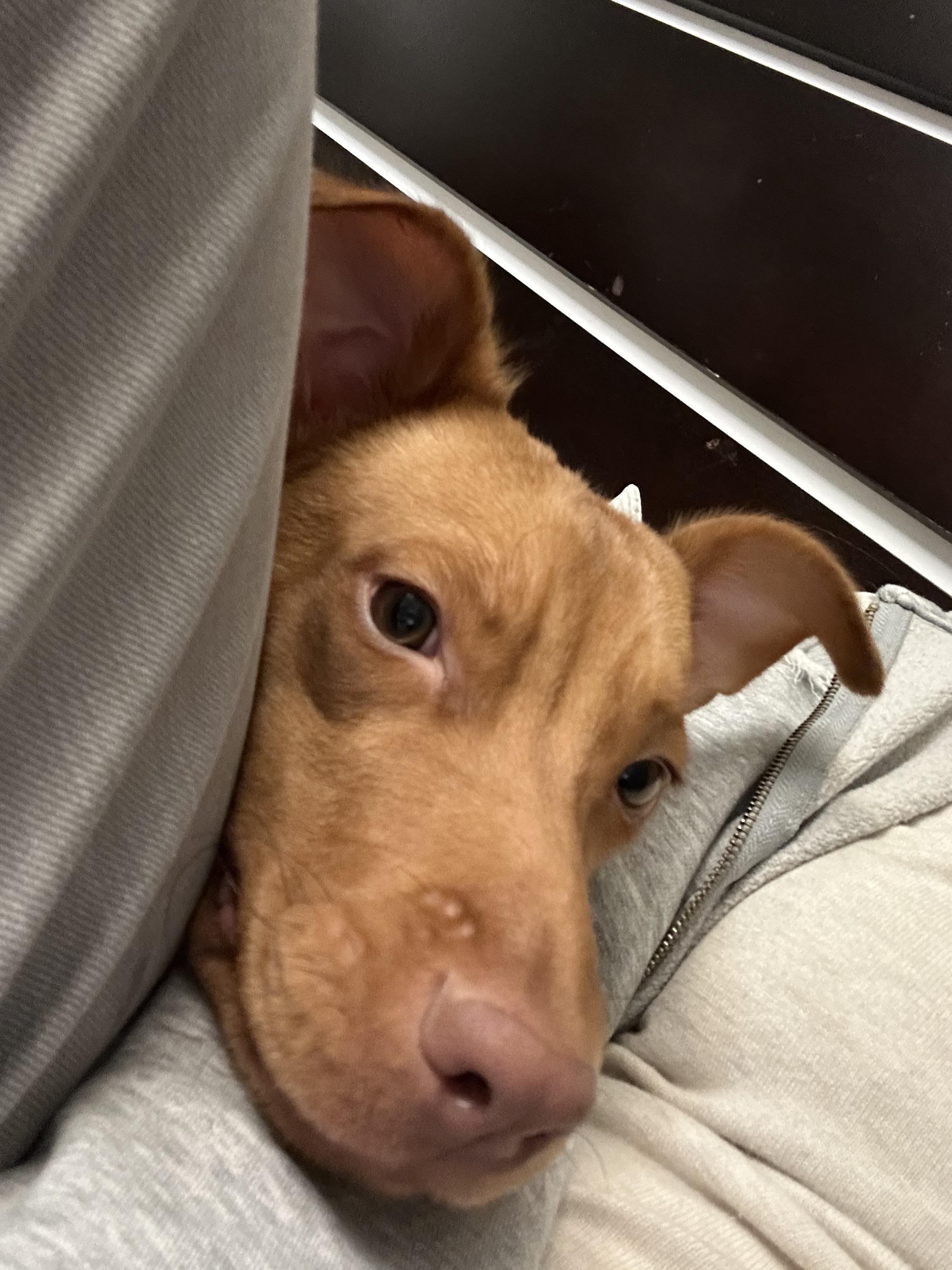 Enlarge Ozzi, a ADOPTABLE mixed breed in Harrison, NY image 5/6