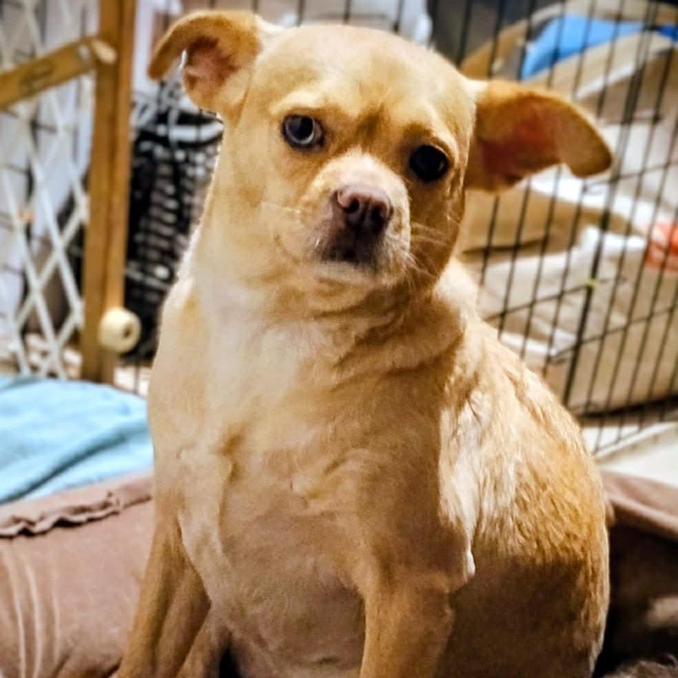 Enlarge Katia, a Adoptable Chihuahua in San Diego, CA image 1/2