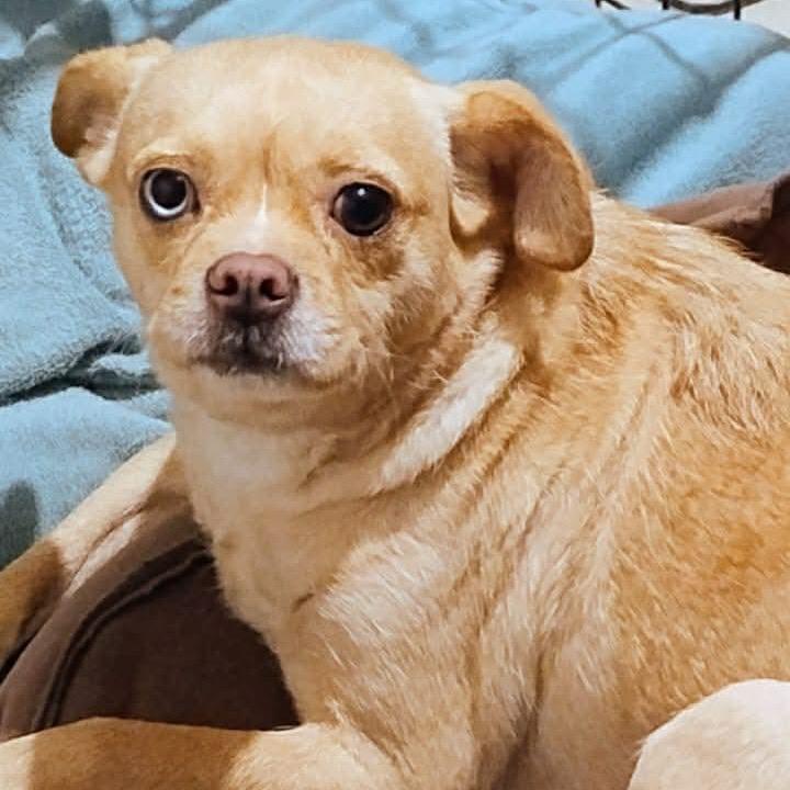 Enlarge Katia, a Adoptable Chihuahua in San Diego, CA image 2/2