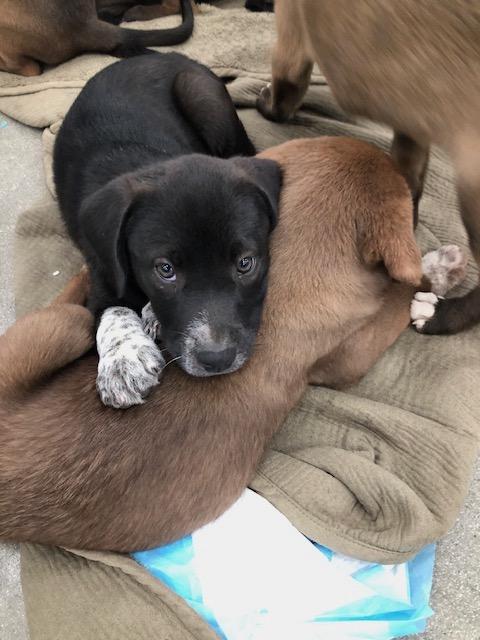 Chippy, ADOPTABLE, Puppy Male Golden Retriever & Shepherd.