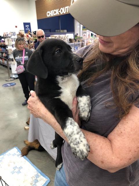 Enlarge Chippy, a ADOPTABLE mixed breed in Monrovia , CA image 2/3