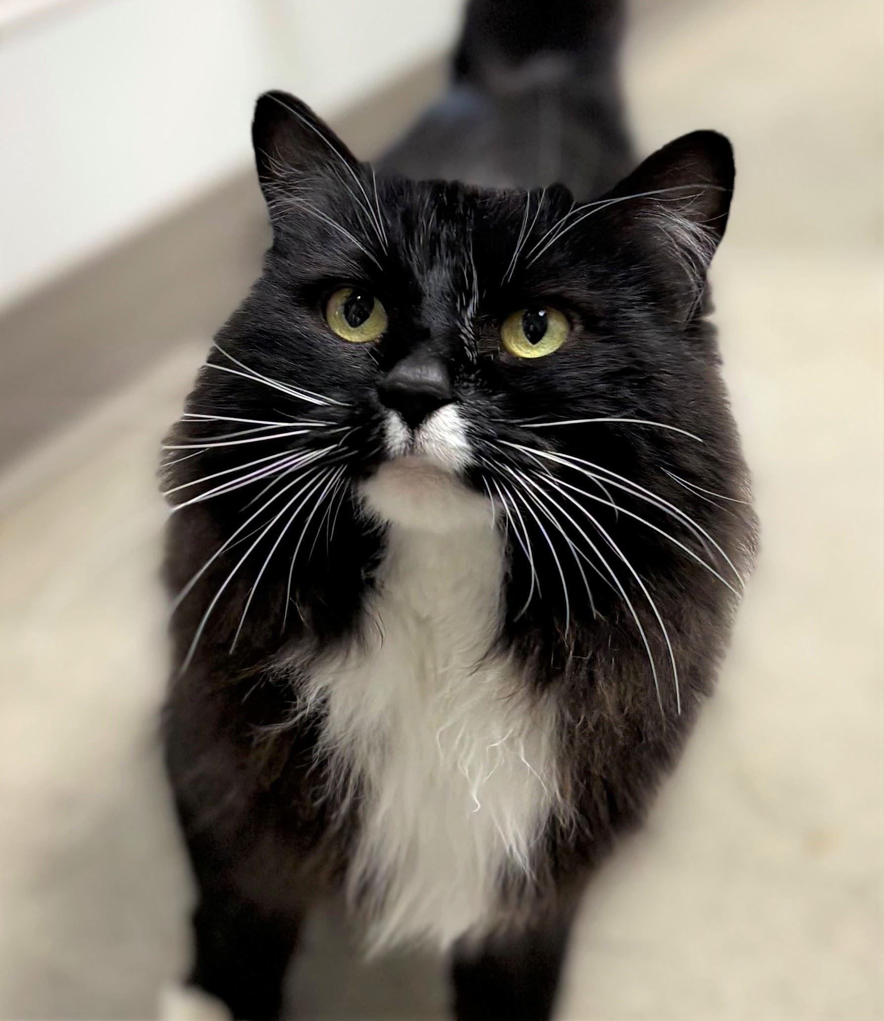 Enlarge Meetzi, an adopted Domestic Long Hair in Iowa City, IA image 1/2