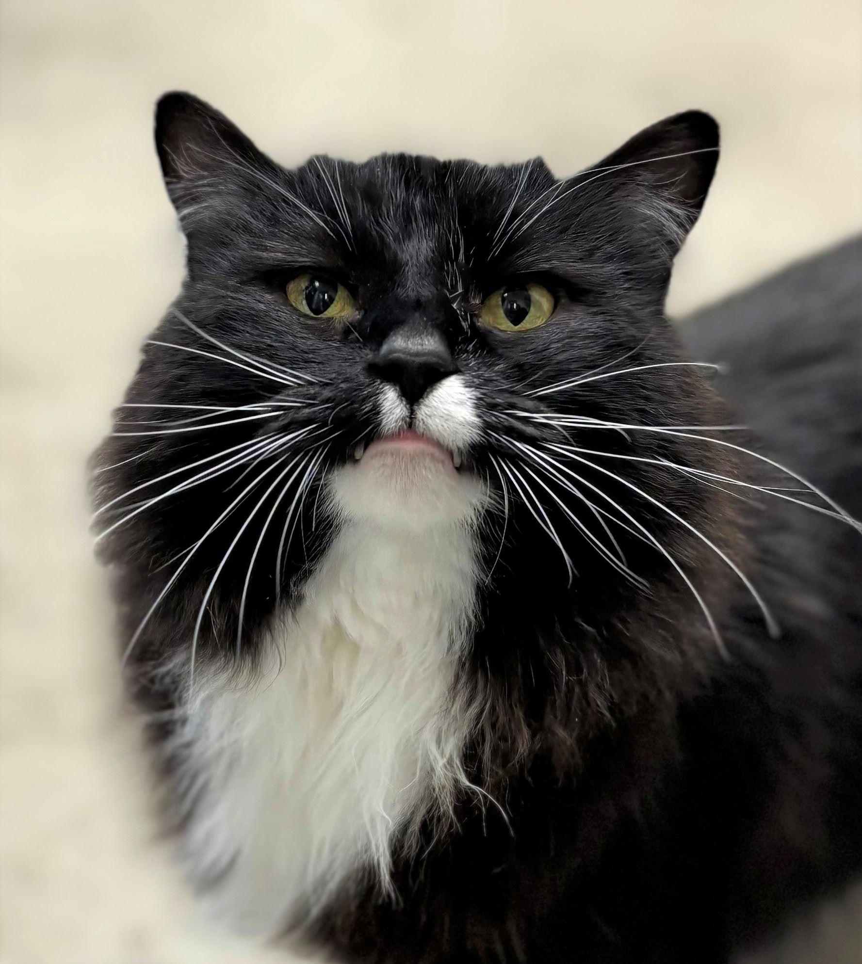 Enlarge Meetzi, an adopted Domestic Long Hair in Iowa City, IA image 2/2