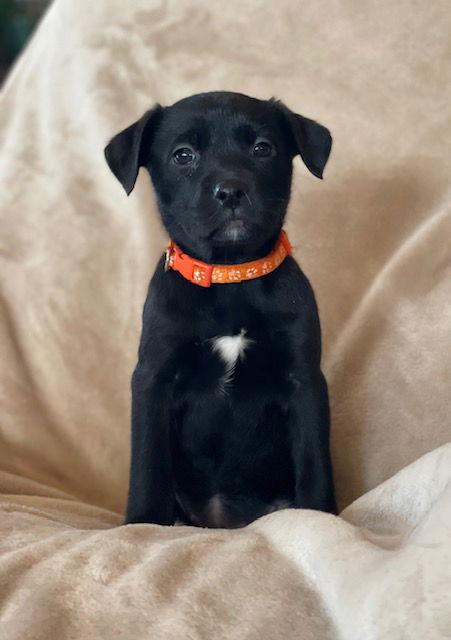 Robin, Adoptable, Puppy Female Labrador Retriever.