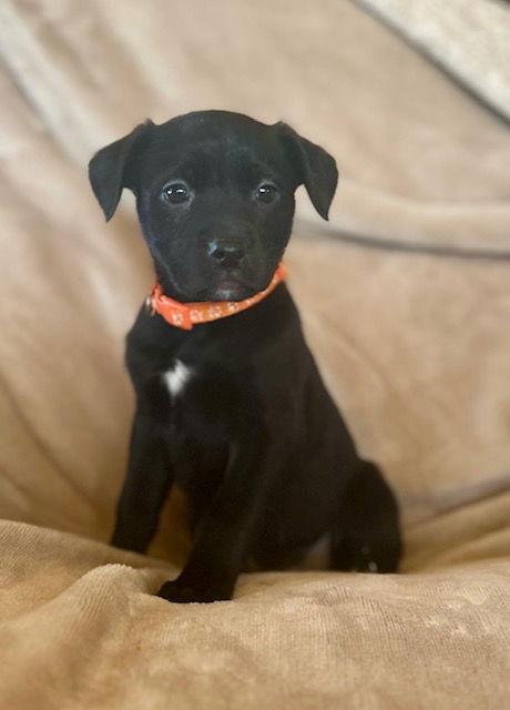 Enlarge Robin, a Adoptable Labrador Retriever in Duluth, MN image 2/3