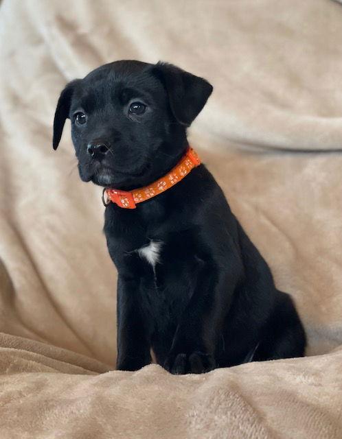Enlarge Robin, a Adoptable Labrador Retriever in Duluth, MN image 3/3