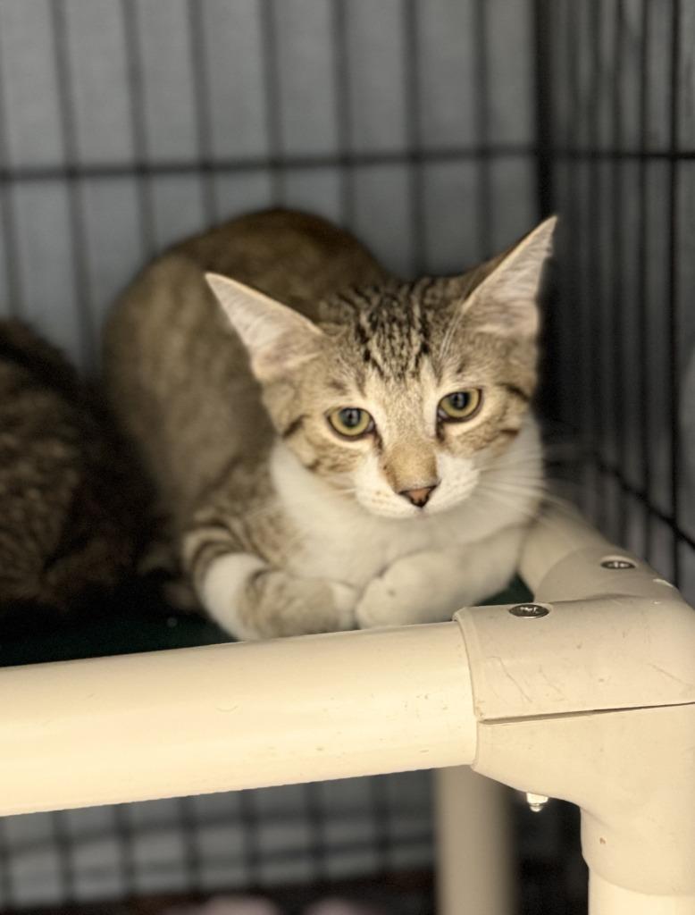 America, Adoptable, Young Male Domestic Short Hair.