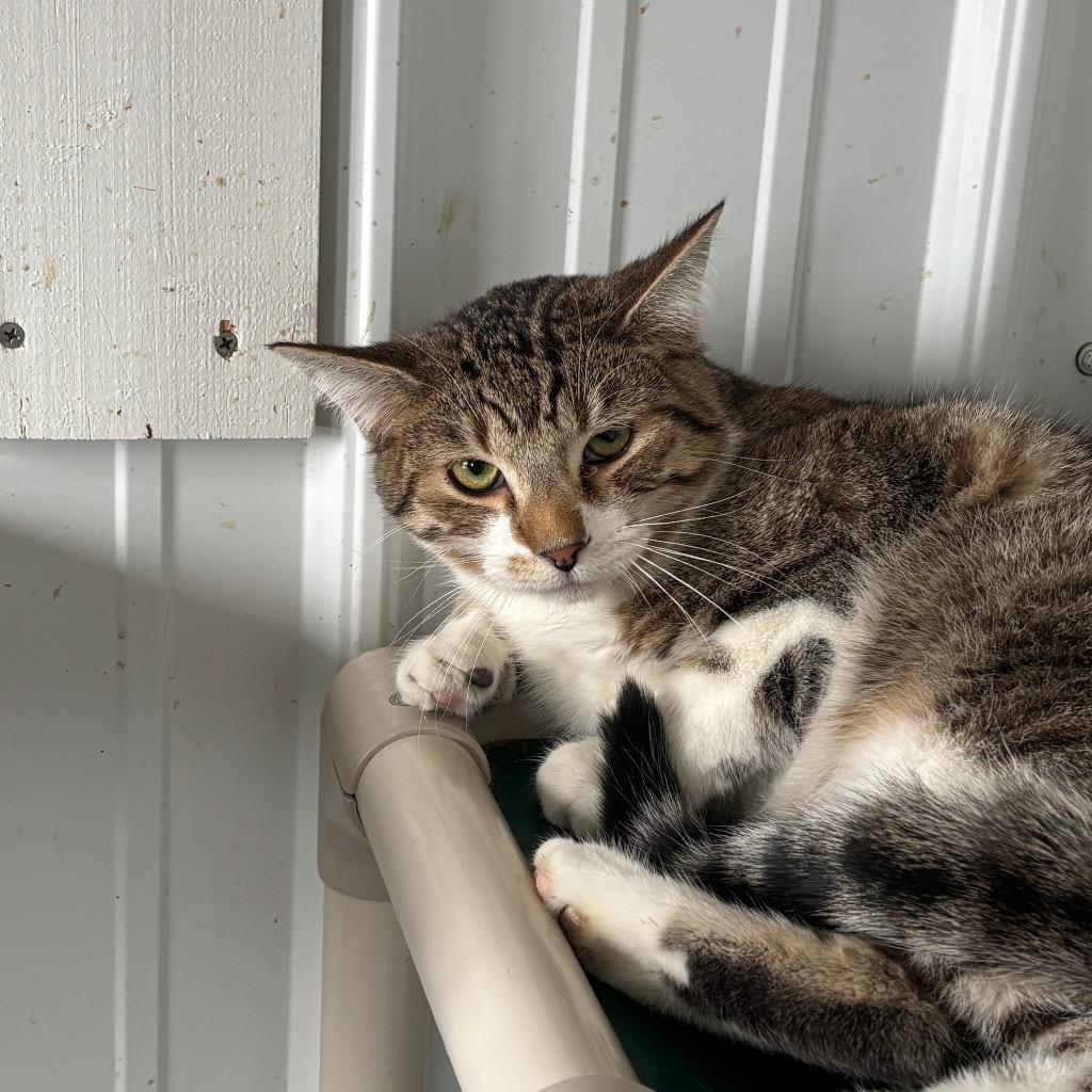 Enlarge America, a Adoptable mixed breed in Hartford City, IN image 2/6