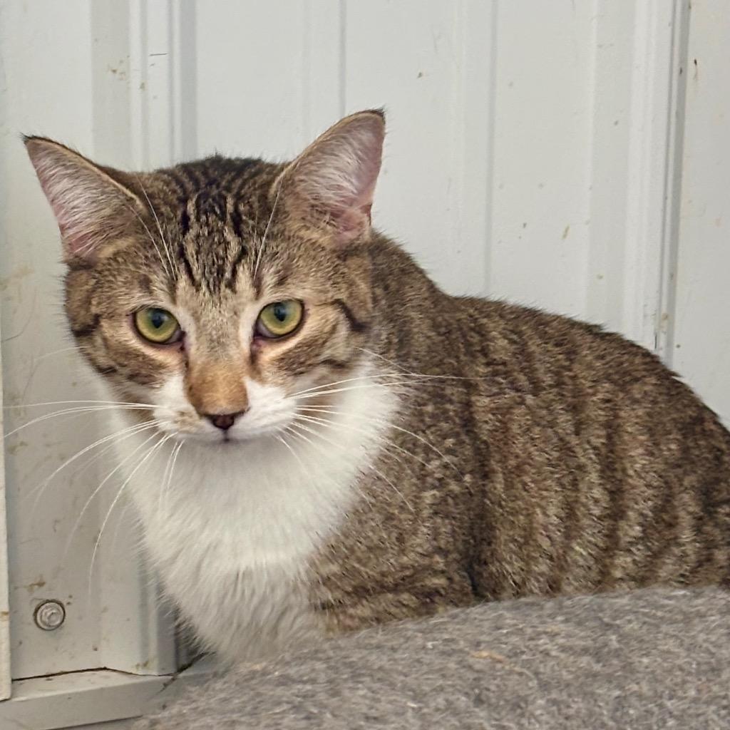 Enlarge America, a Adoptable mixed breed in Hartford City, IN image 3/6