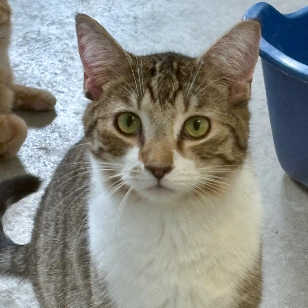 Enlarge America, a Adoptable mixed breed in Hartford City, IN image 4/6