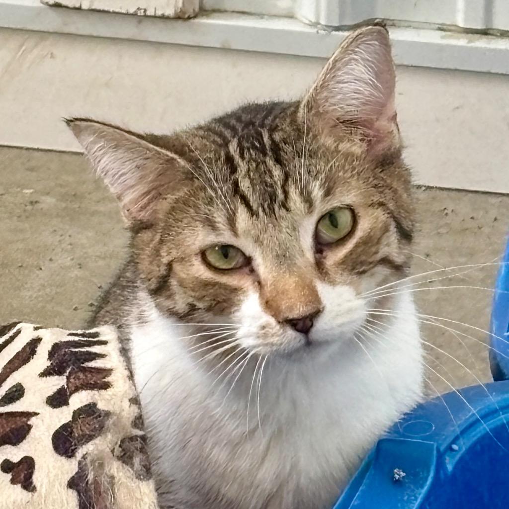 Enlarge America, a Adoptable mixed breed in Hartford City, IN image 5/6