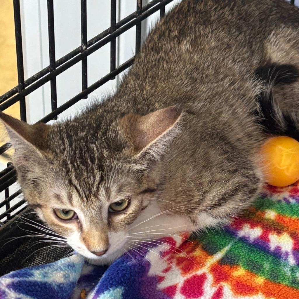 Enlarge America, a Adoptable mixed breed in Hartford City, IN image 6/6