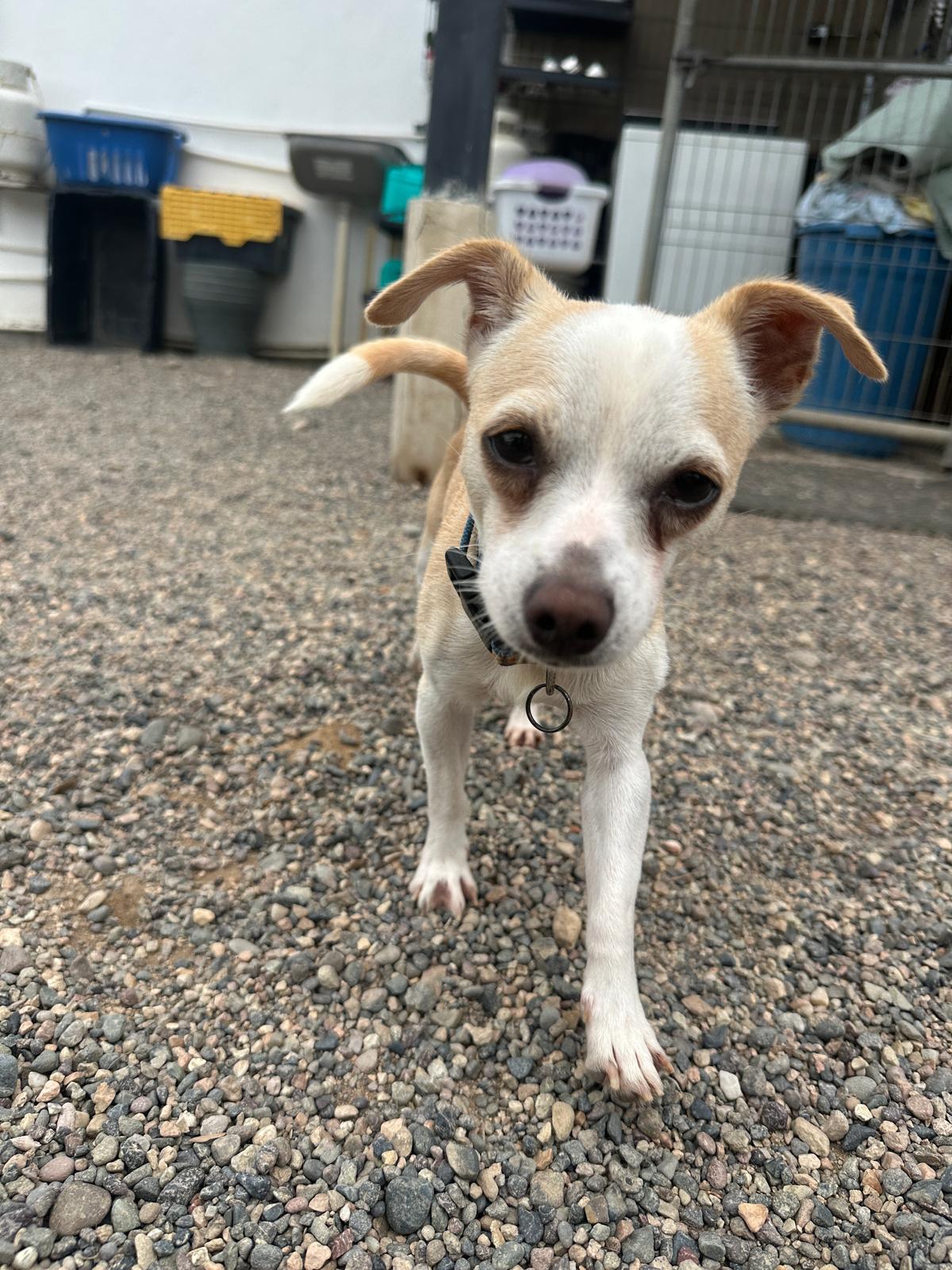 Enlarge Josh, a Adopted Chihuahua in Seattle, WA image 5/5