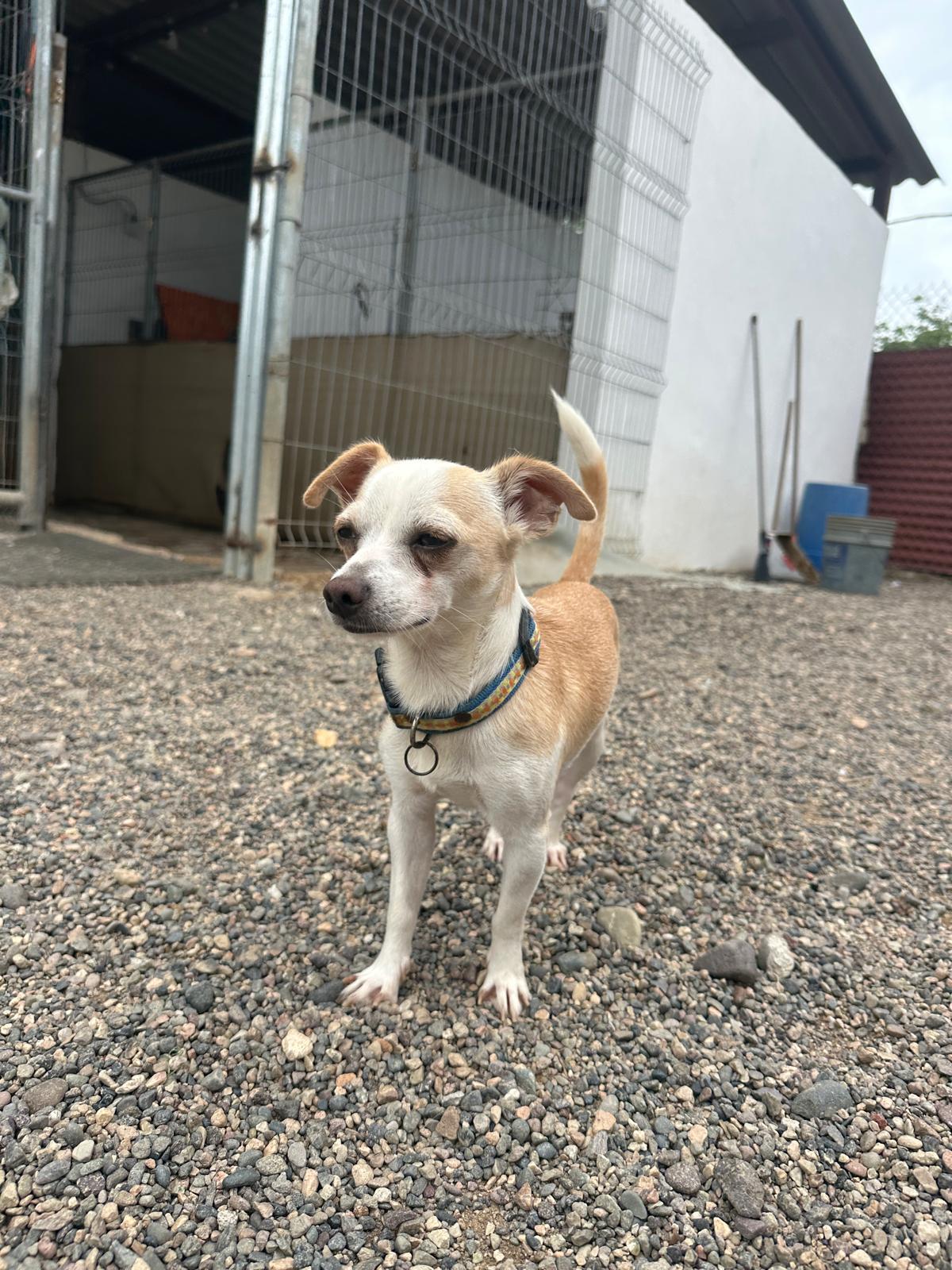 Enlarge Josh, a Adopted Chihuahua in Seattle, WA image 4/5