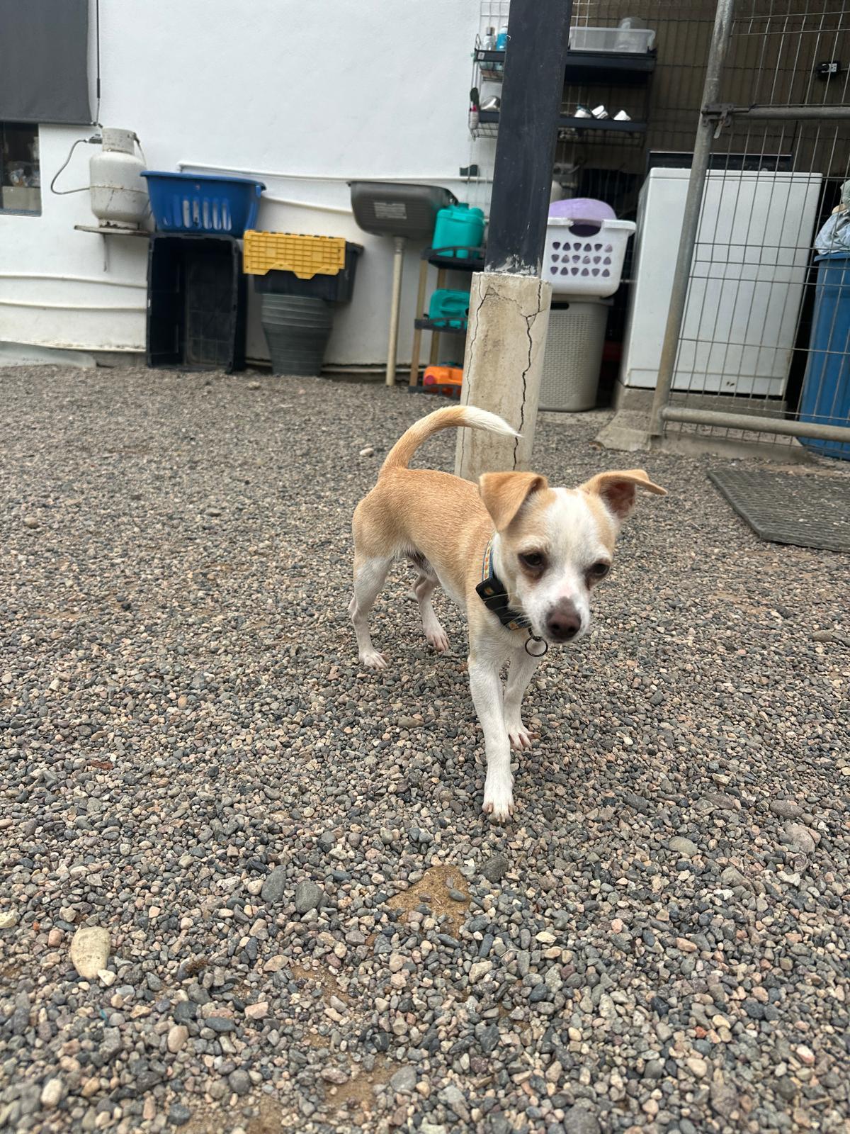 Enlarge Josh, a Adopted Chihuahua in Seattle, WA image 2/5