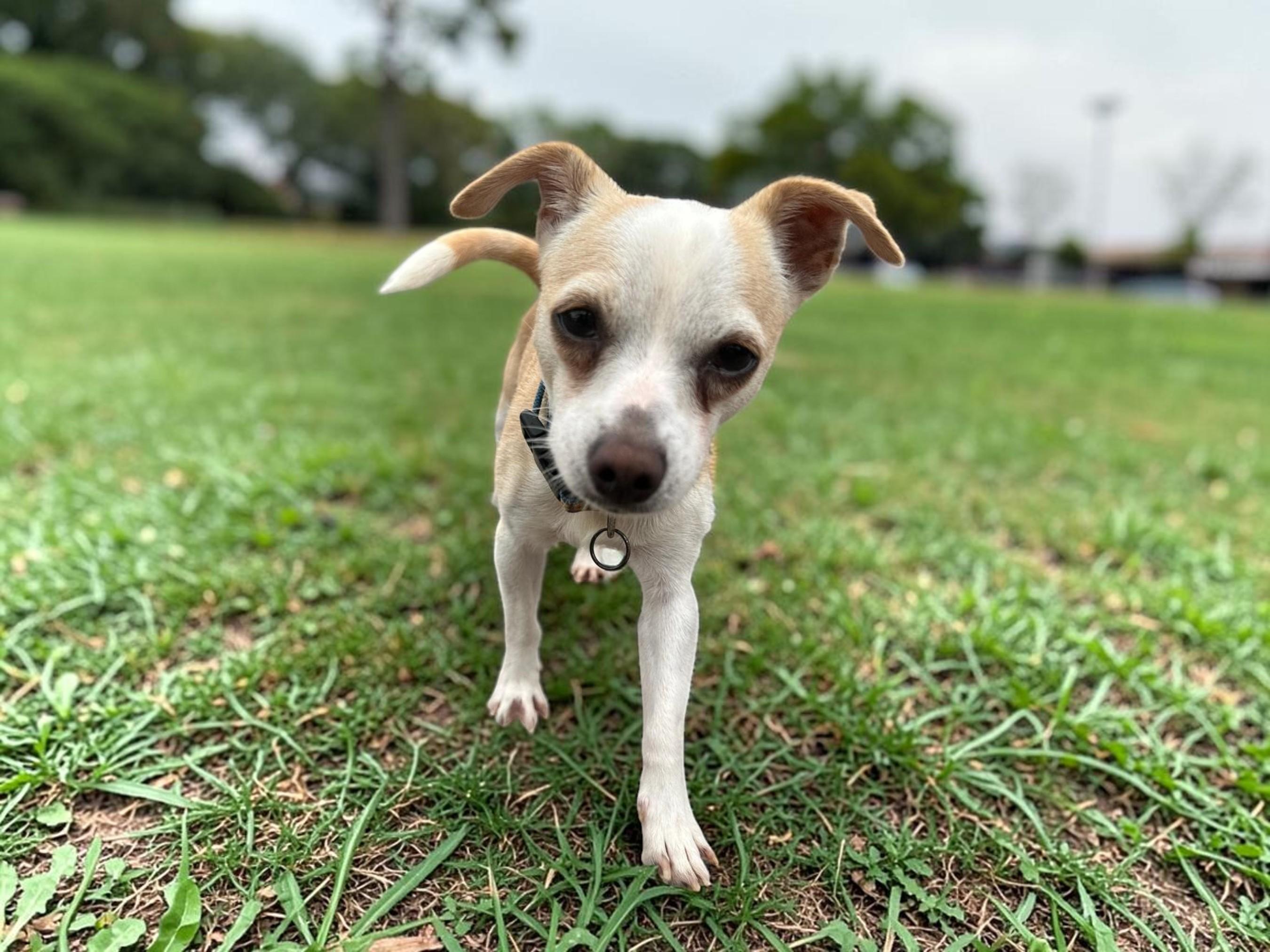 Josh, Adopted, Young Male Chihuahua.