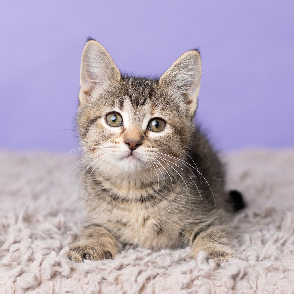 Enlarge Bikini, a Adoptable Domestic Medium Hair in St. Paul, MN image 1/6