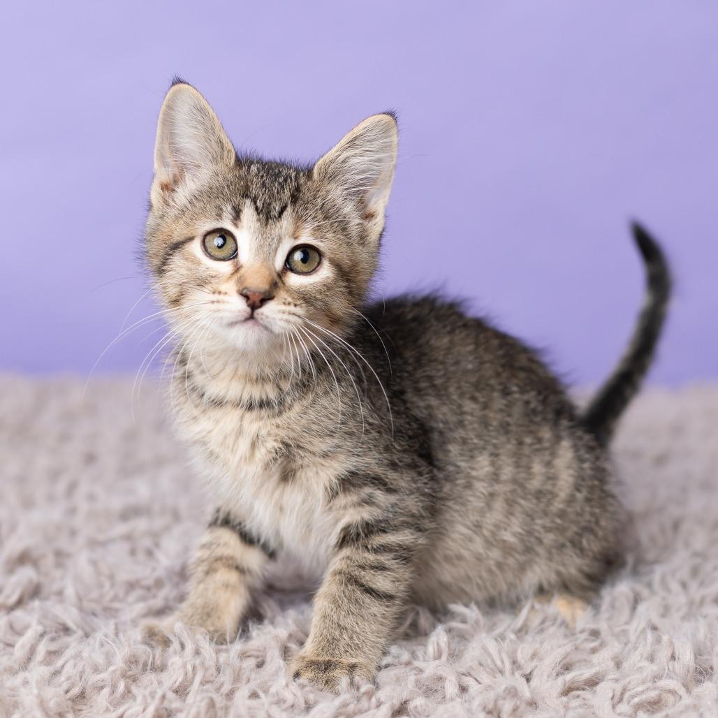Enlarge Bikini, a Adoptable Domestic Medium Hair in St. Paul, MN image 2/6