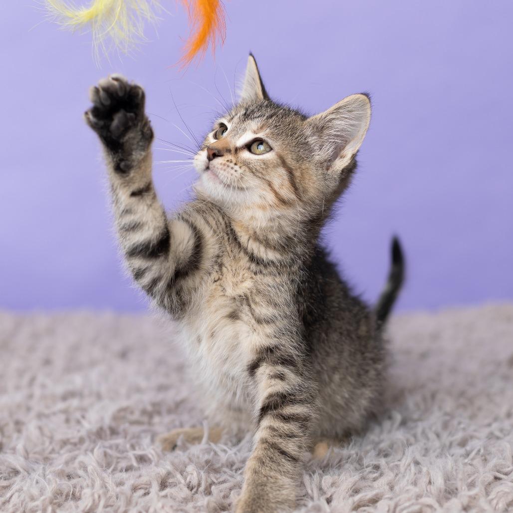 Enlarge Bikini, a Adoptable Domestic Medium Hair in St. Paul, MN image 3/6