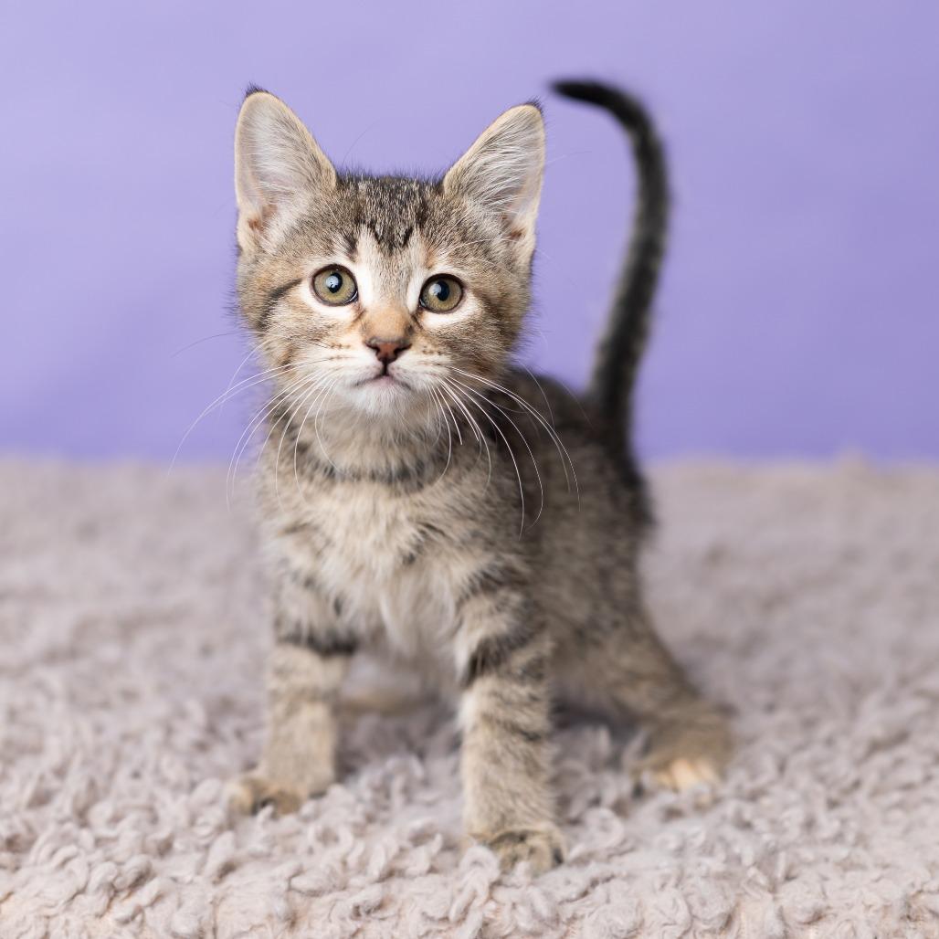 Enlarge Bikini, a Adoptable Domestic Medium Hair in St. Paul, MN image 5/6
