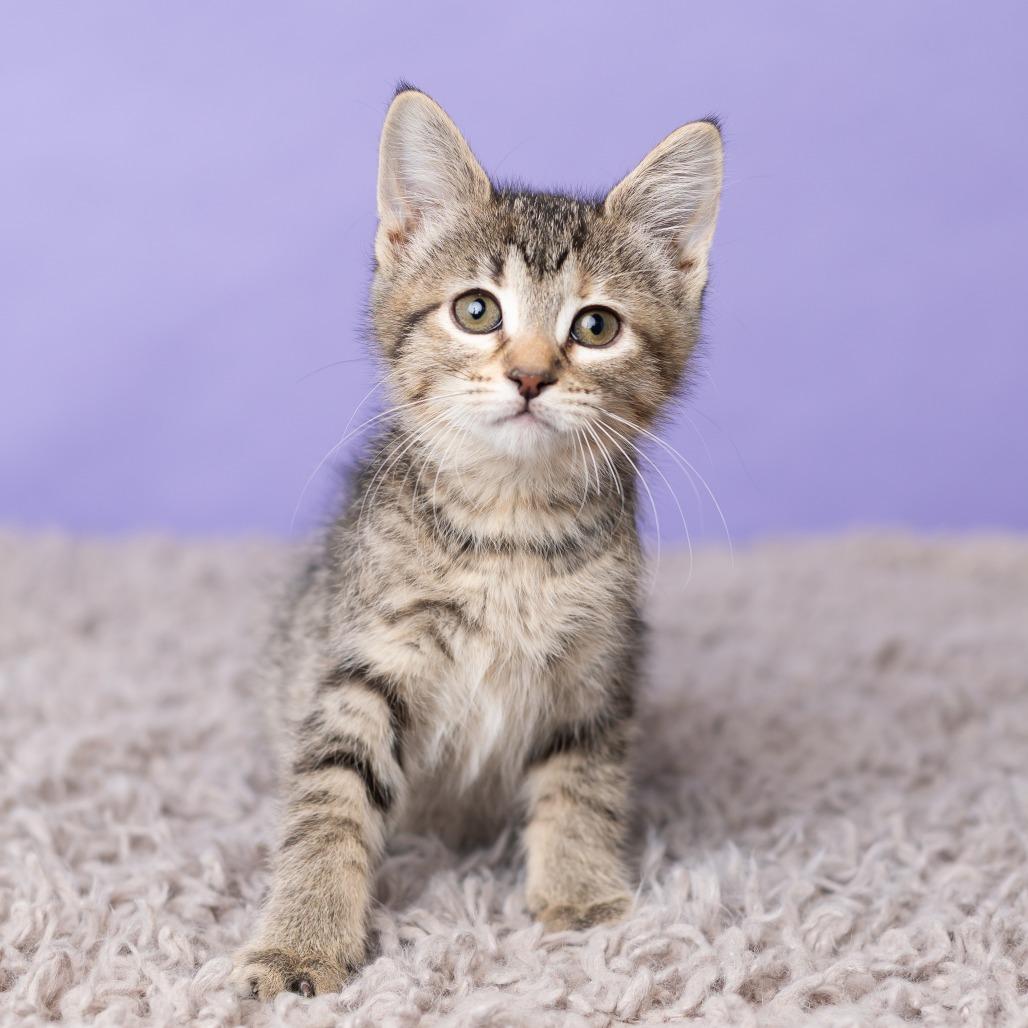 Enlarge Bikini, a Adoptable Domestic Medium Hair in St. Paul, MN image 6/6