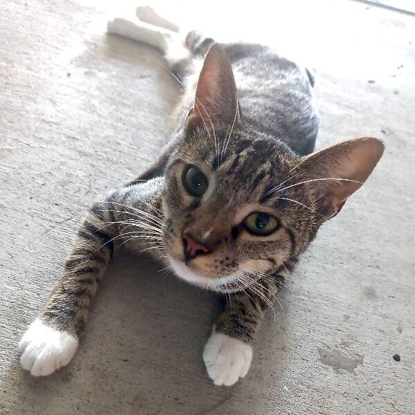 Smokey Tragarz — thumbnail 3