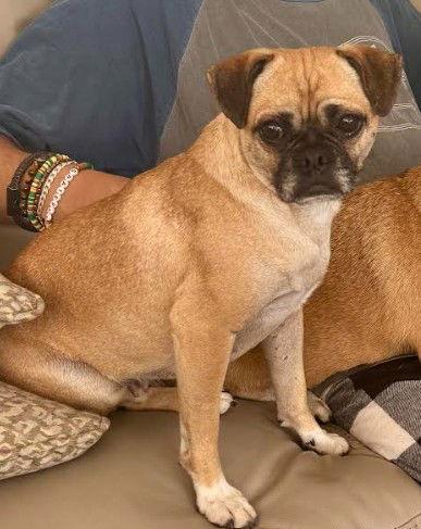 Tiffany, Adoptable, Adult Female Pug.