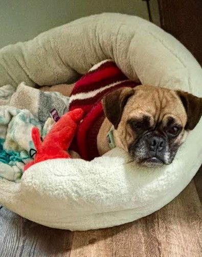 Enlarge Tiffany, a Adoptable Pug in San Diego, CA image 2/3