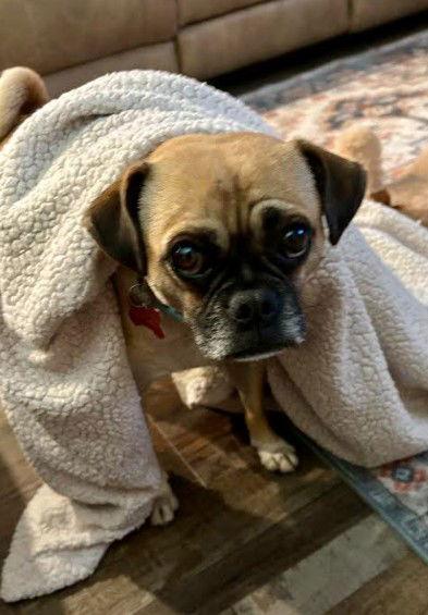 Enlarge Tiffany, a Adoptable Pug in San Diego, CA image 3/3