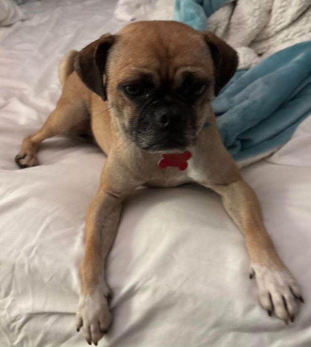 Enlarge Tiffany, a Adoptable Pug in San Diego, CA image 3/3