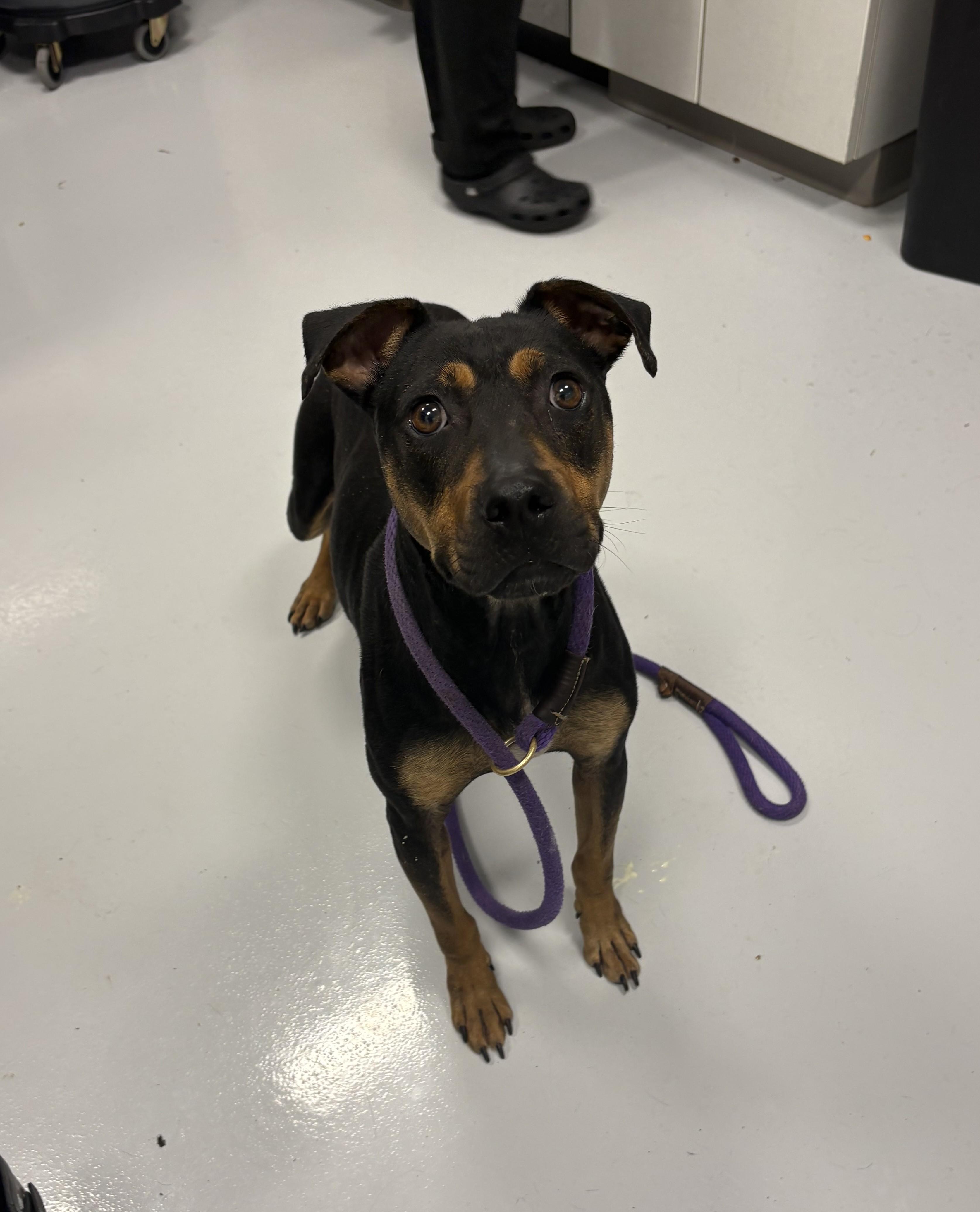 Enlarge Bento, a ADOPTABLE mixed breed in Kankakee, IL image 1/1