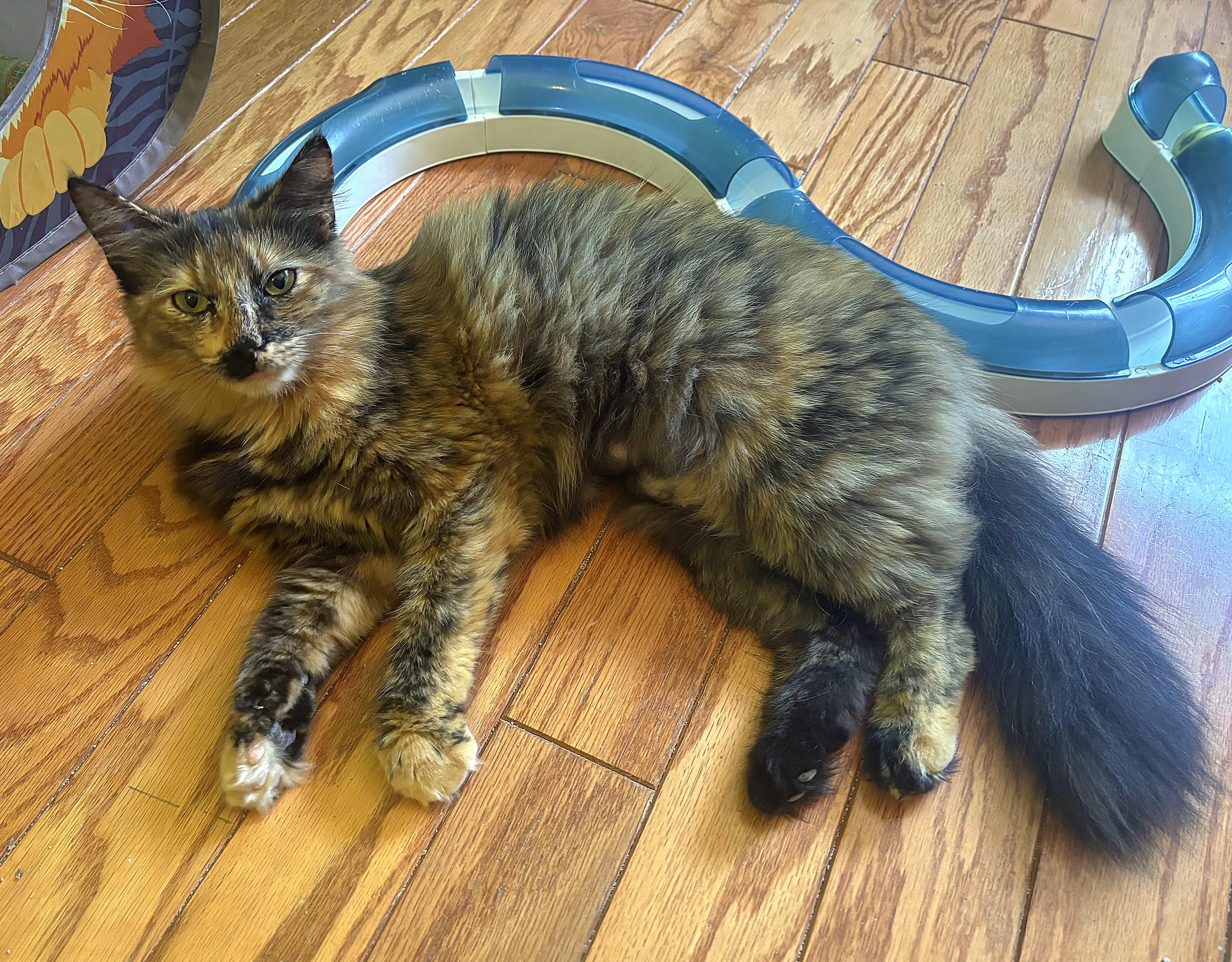 Layla, ADOPTABLE, Adult Female Torbie & Maine Coon.
