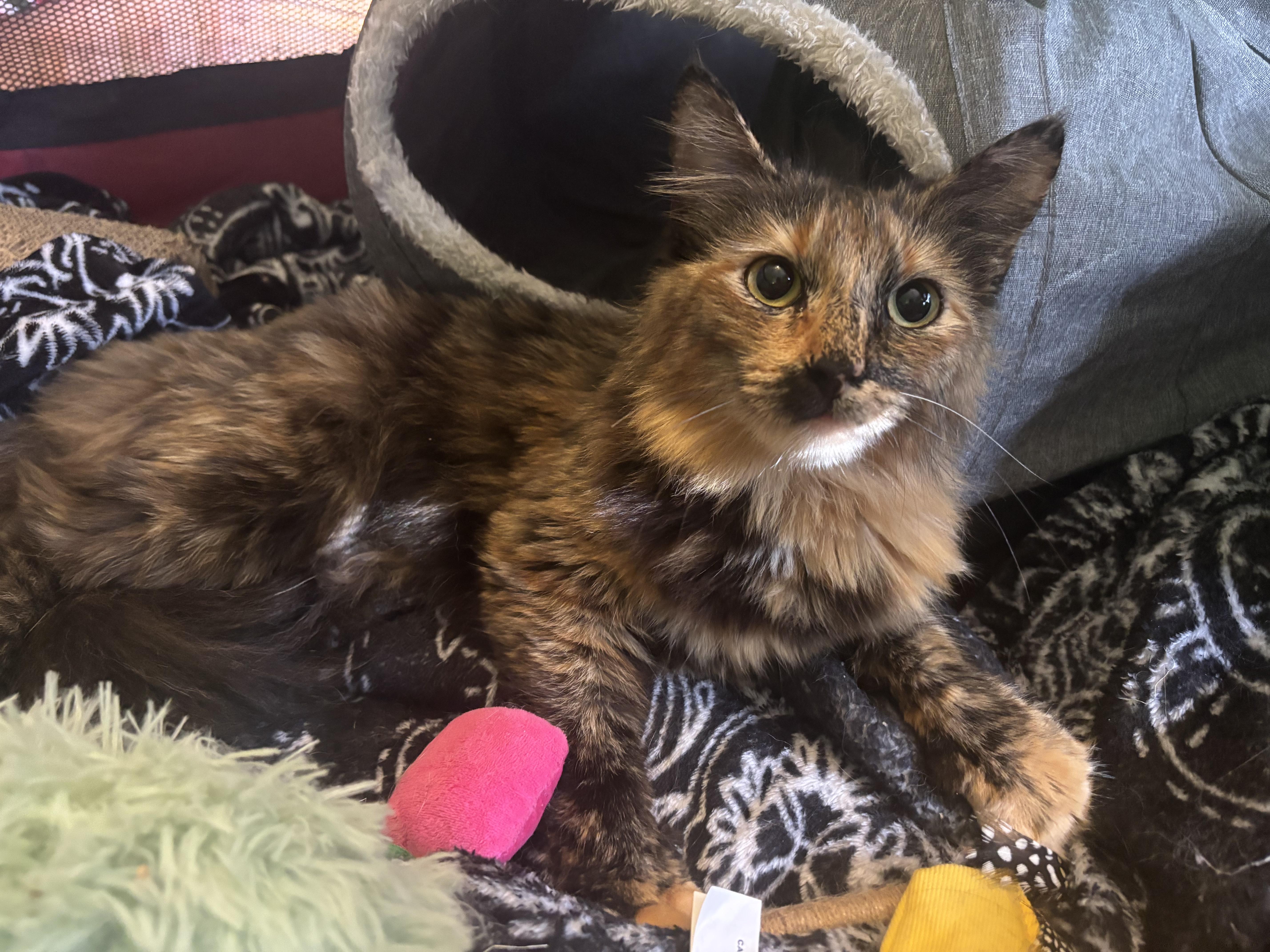 Enlarge Layla, a ADOPTABLE mixed breed in Melbourne, FL image 3/3