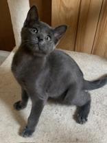 Figaro (bonded with Beethoven), Adopted, Kitten Male Domestic Short Hair.