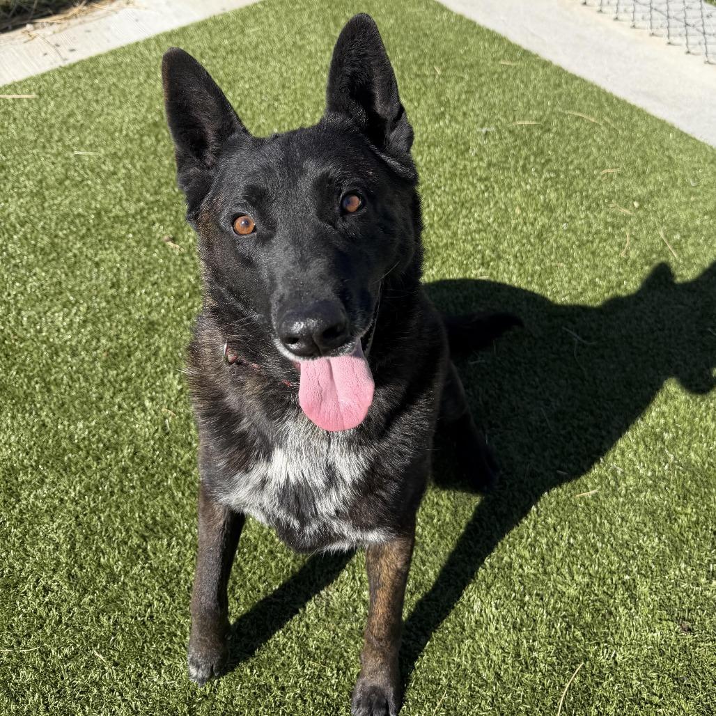 Enlarge Ranger, a Adoptable Dutch Shepherd in Cody, WY image 2/2
