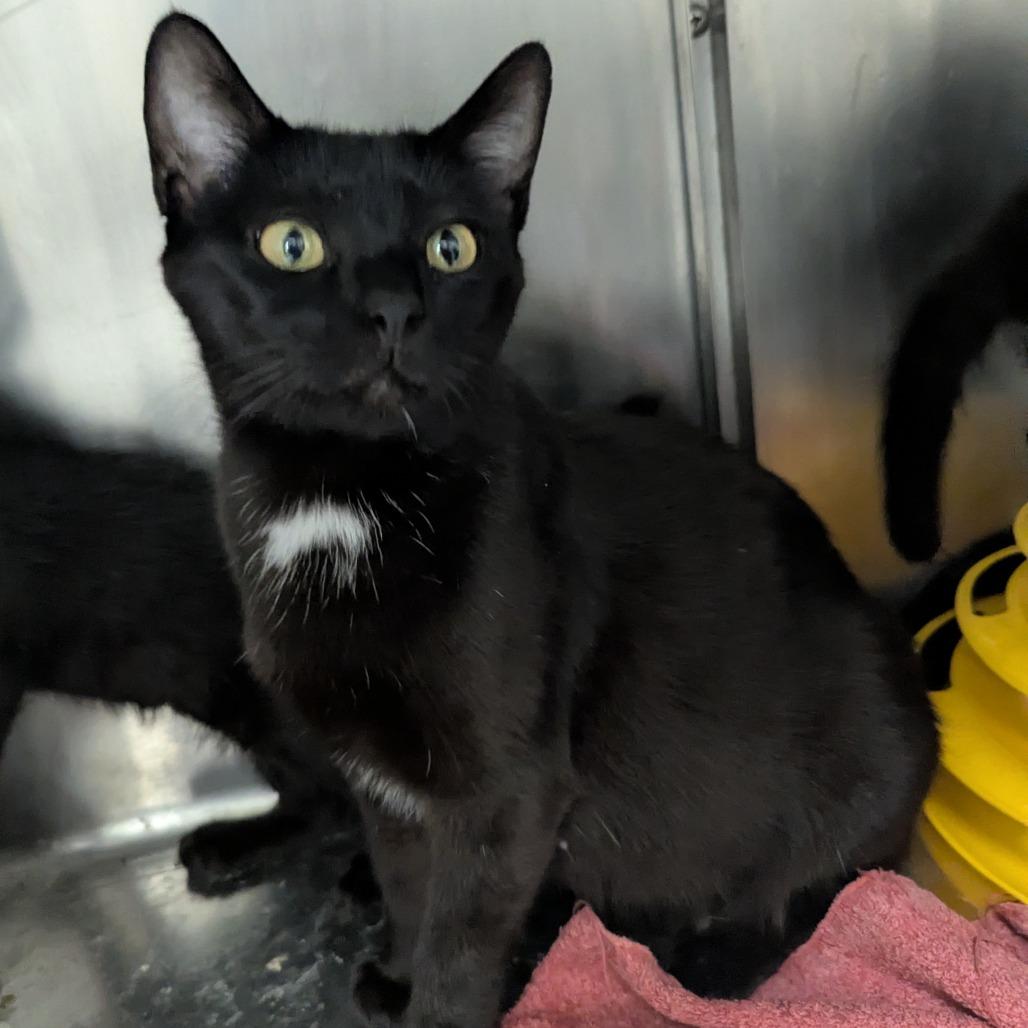 Enlarge Obsidian, a Adoptable Domestic Short Hair in Evansville, IN image 1/1