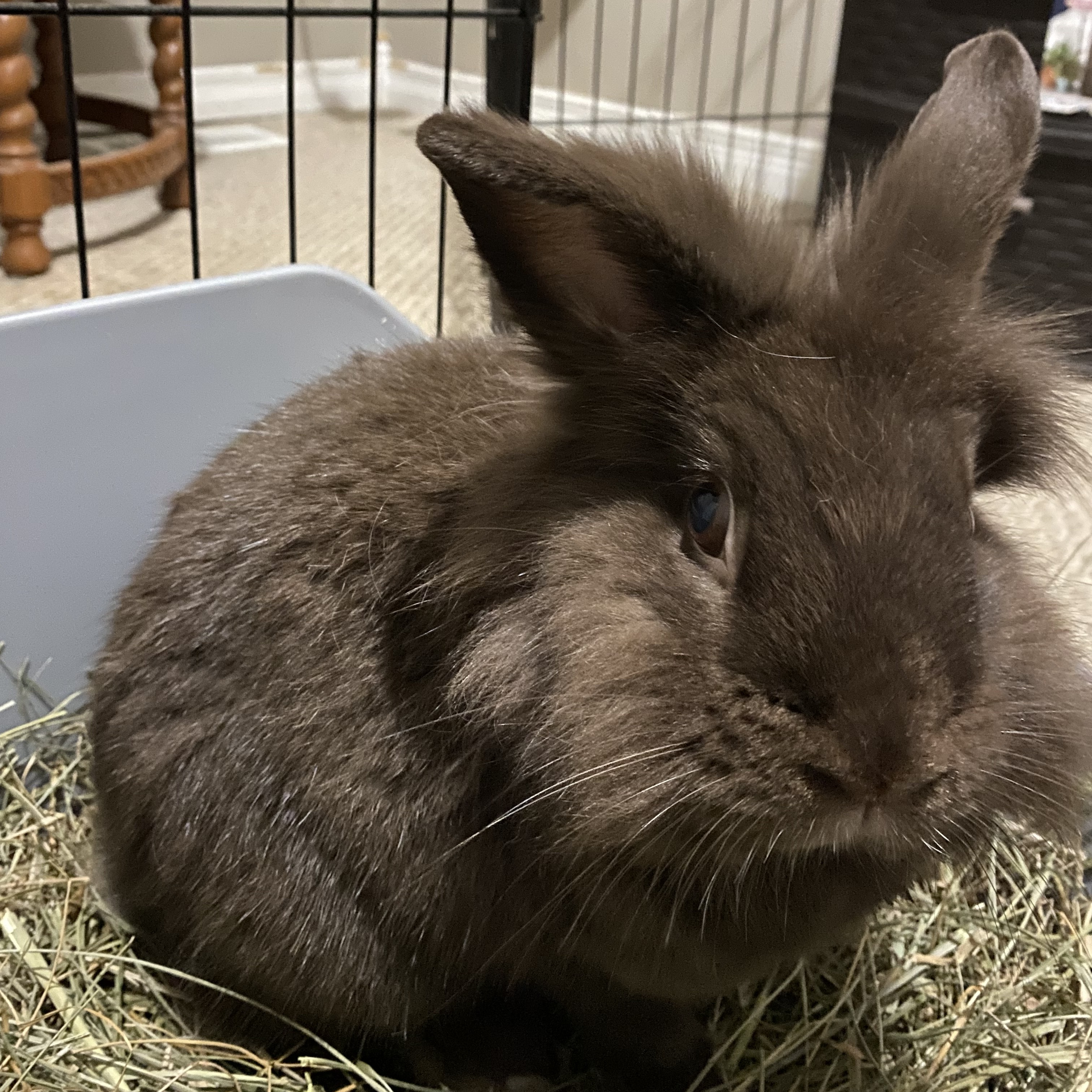 Hershey, a Adoptable Lionhead in Cambridge, ON image 1/3