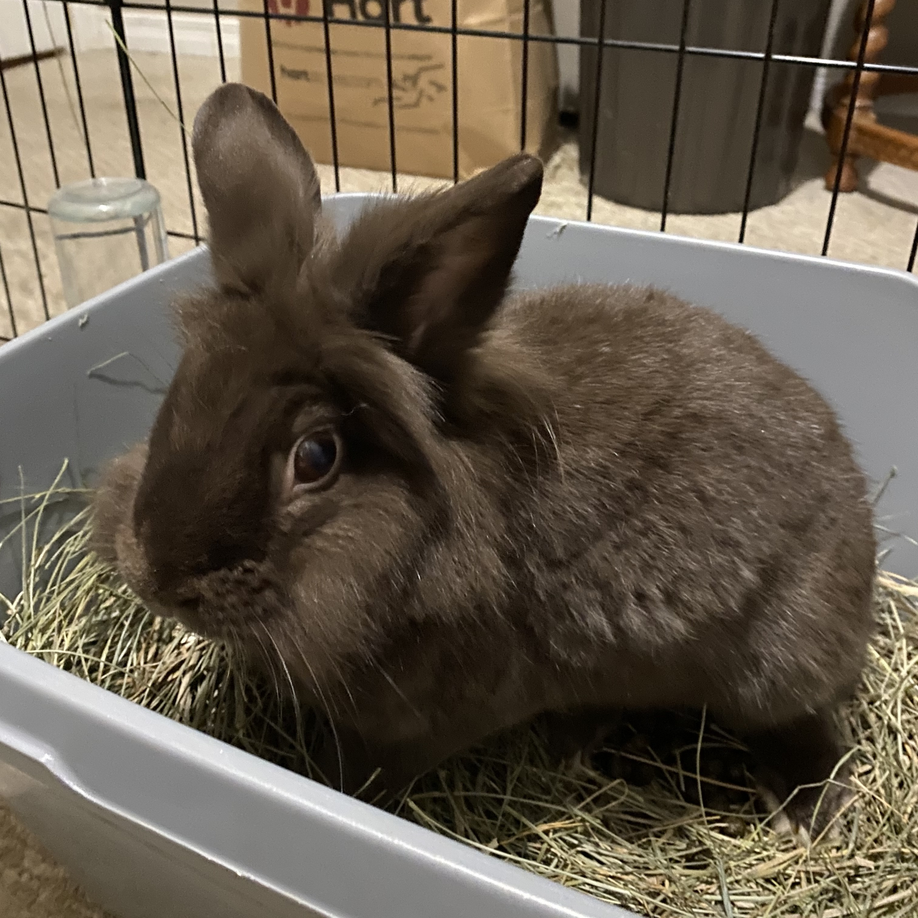 Hershey, a Adoptable Lionhead in Cambridge, ON image 2/3