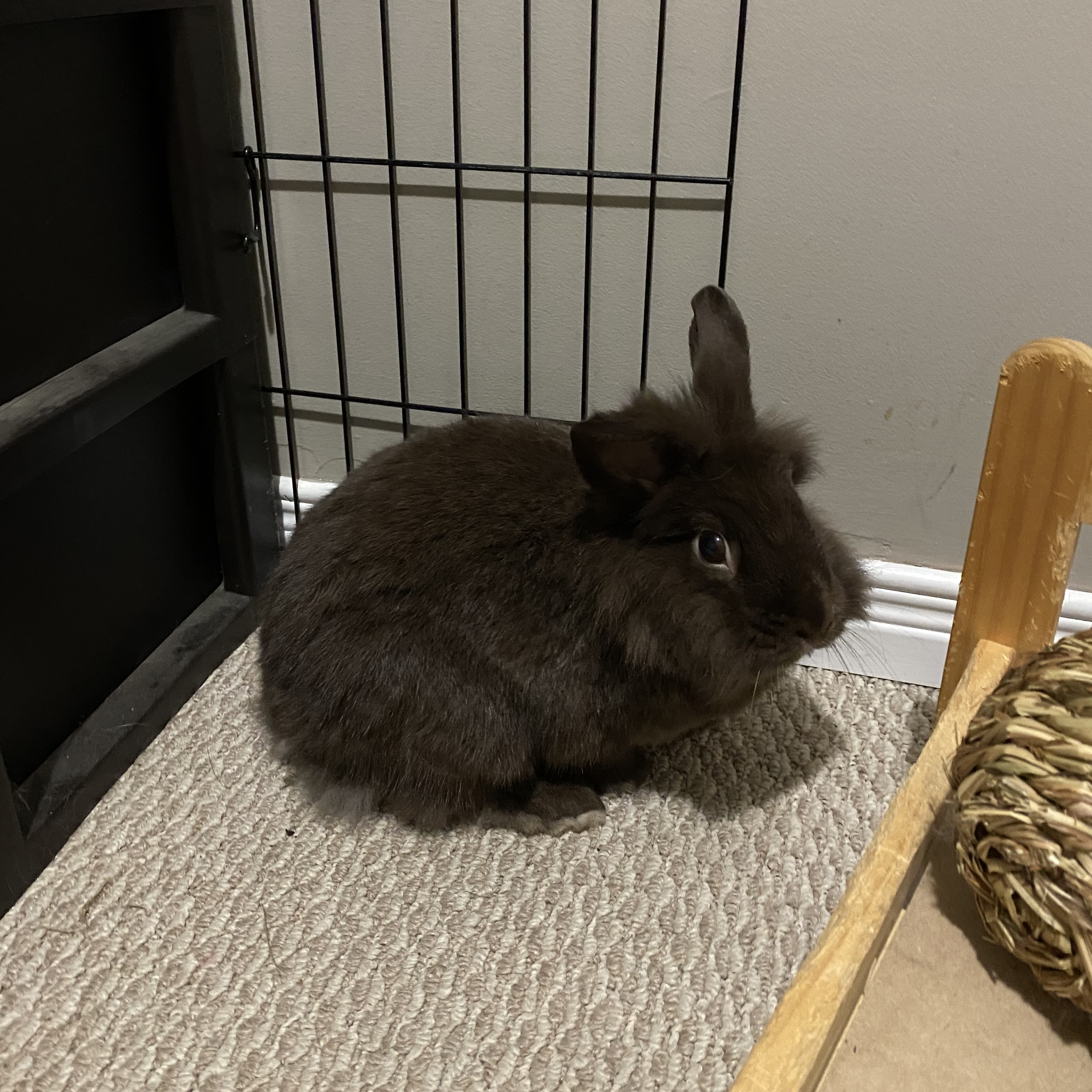 Hershey, a Adoptable Lionhead in Cambridge, ON image 3/3