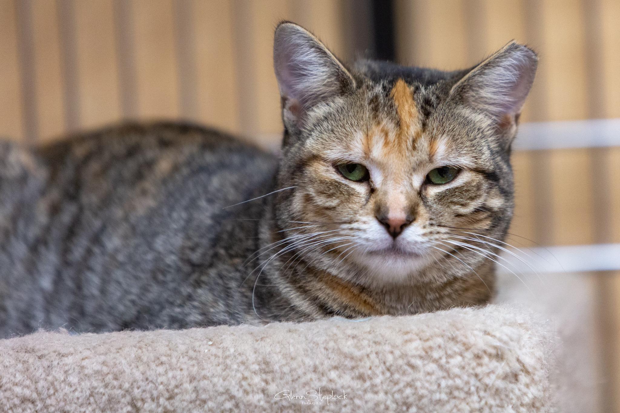 Enlarge Missy, a Adoptable Torbie in Keswick, ON image 3/4