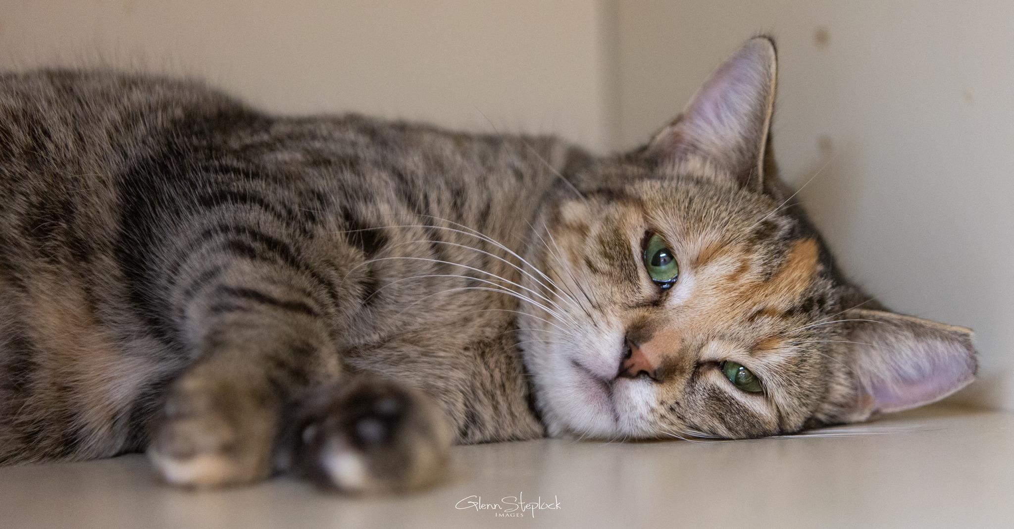 Enlarge Missy, a Adoptable Torbie in Keswick, ON image 2/4