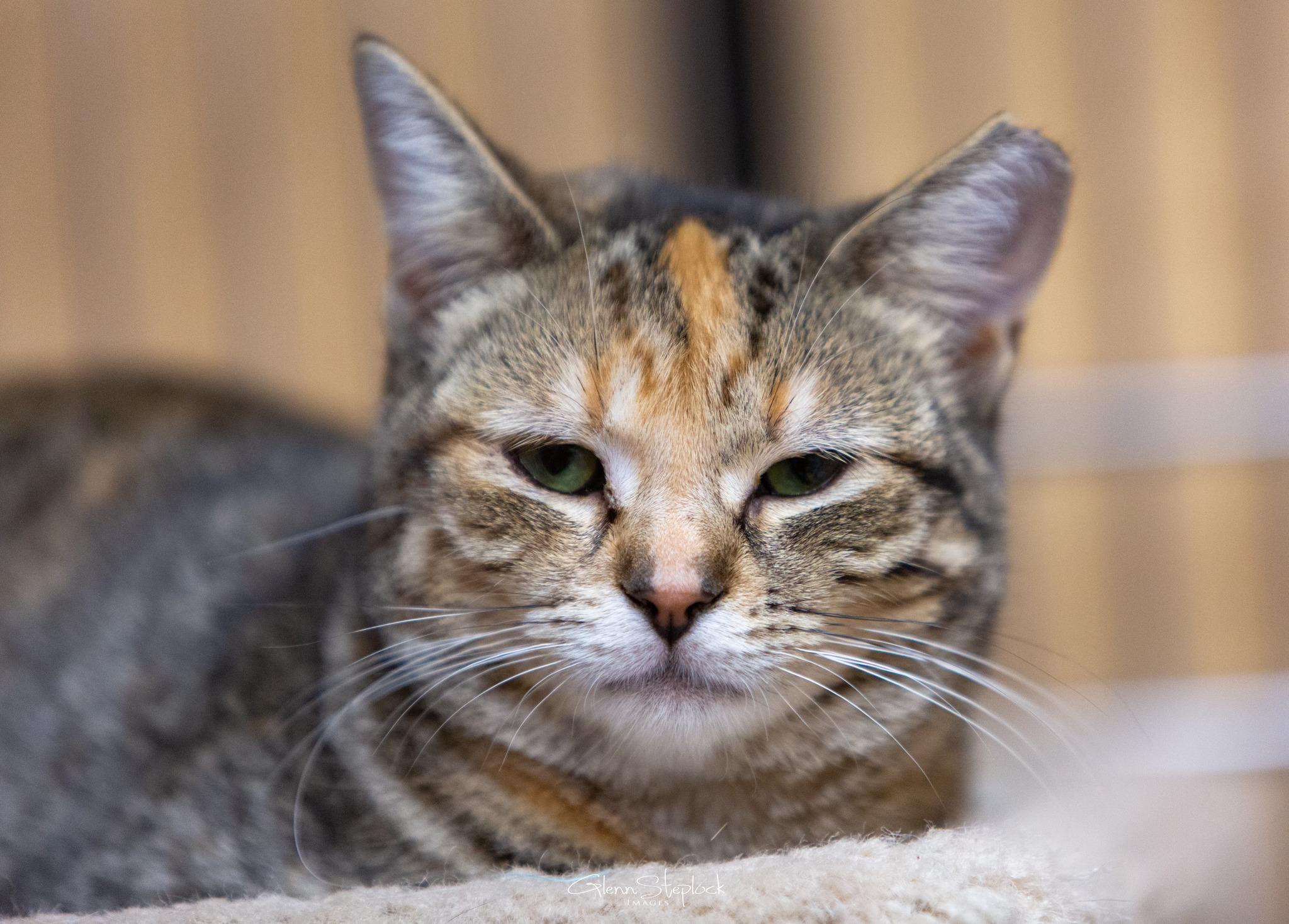 Missy, Adoptable, Young Female Torbie.
