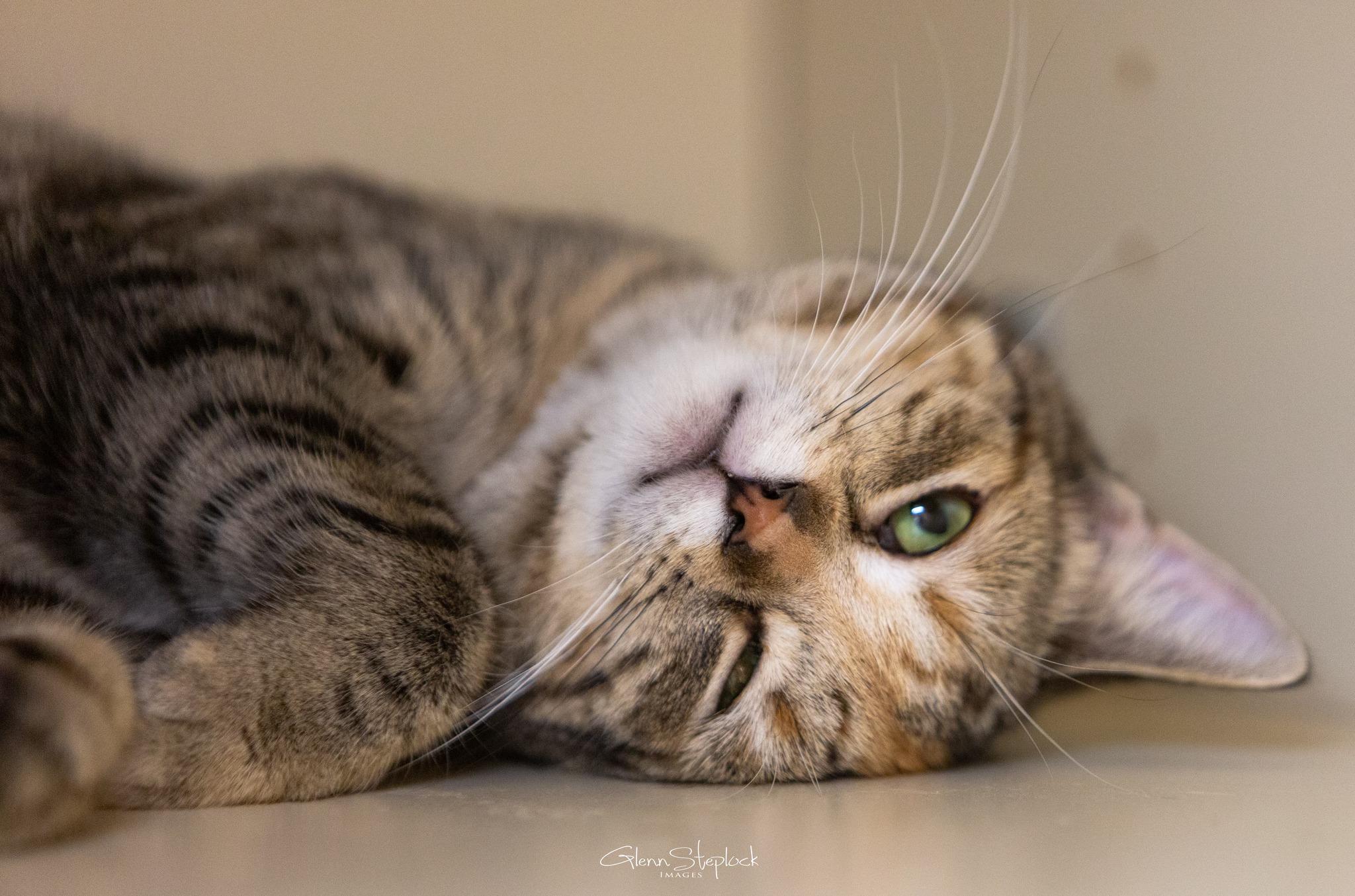 Enlarge Missy, a Adoptable Torbie in Keswick, ON image 4/4