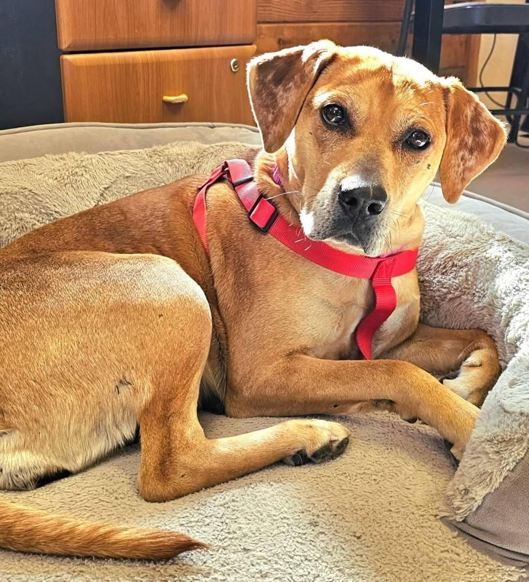 Frankie, an adoptable Catahoula Leopard Dog in Bridgeport, CA, 93517 | Photo Image 2