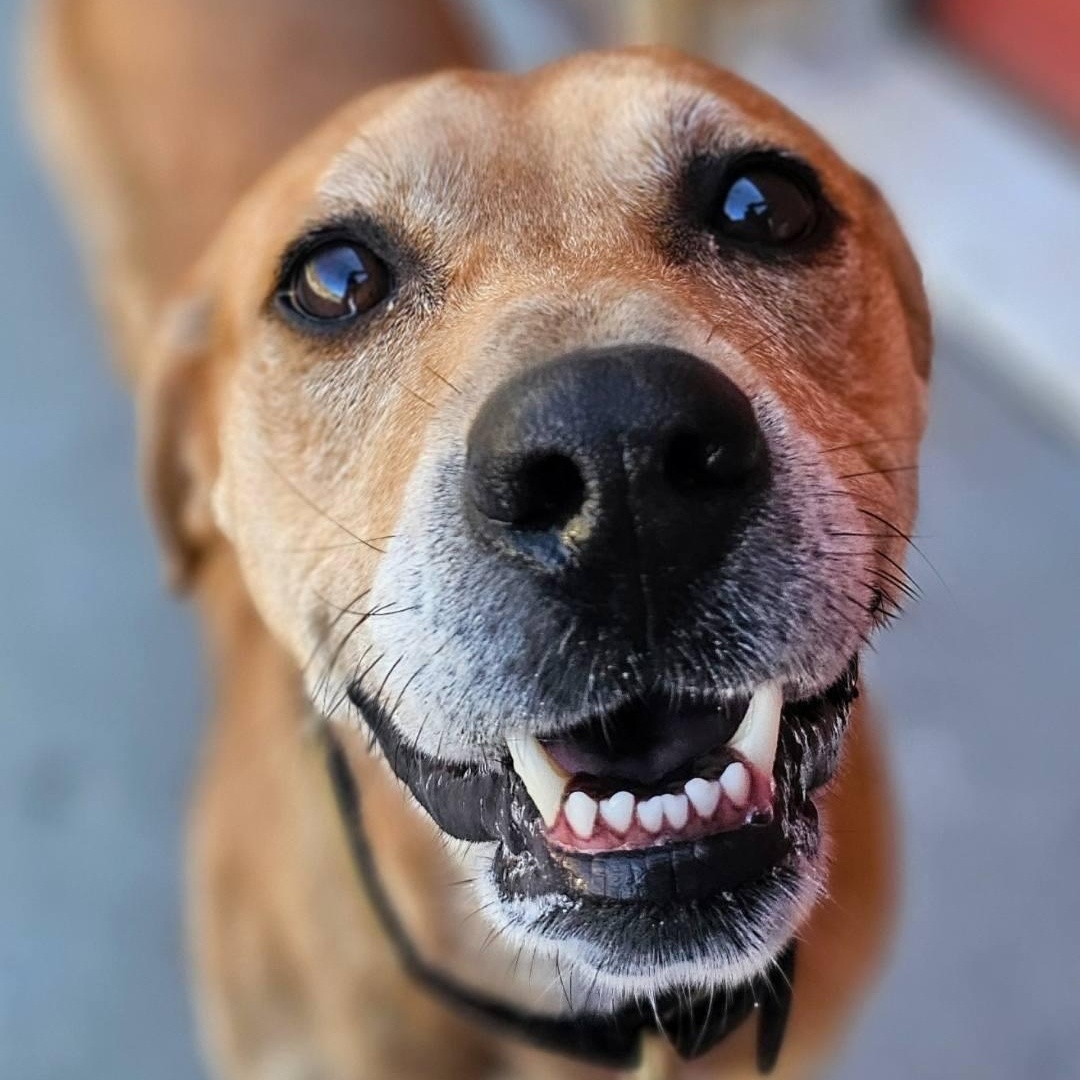 Frankie, an adoptable Catahoula Leopard Dog in Bridgeport, CA, 93517 | Photo Image 1