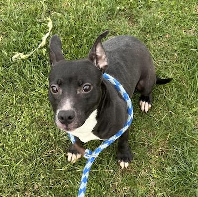Penelope, adopted, Adult Female American Staffordshire Terrier.