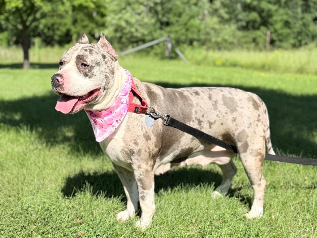 Tumbler, Adoptable, Adult Female Mixed Breed.